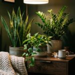 Best Indoor Plants for Low Light Rooms and How to Care for Them
