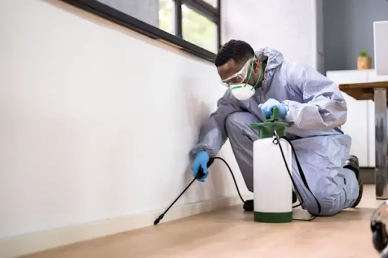 How To Build A Practical Pest Control Routine For Your Property